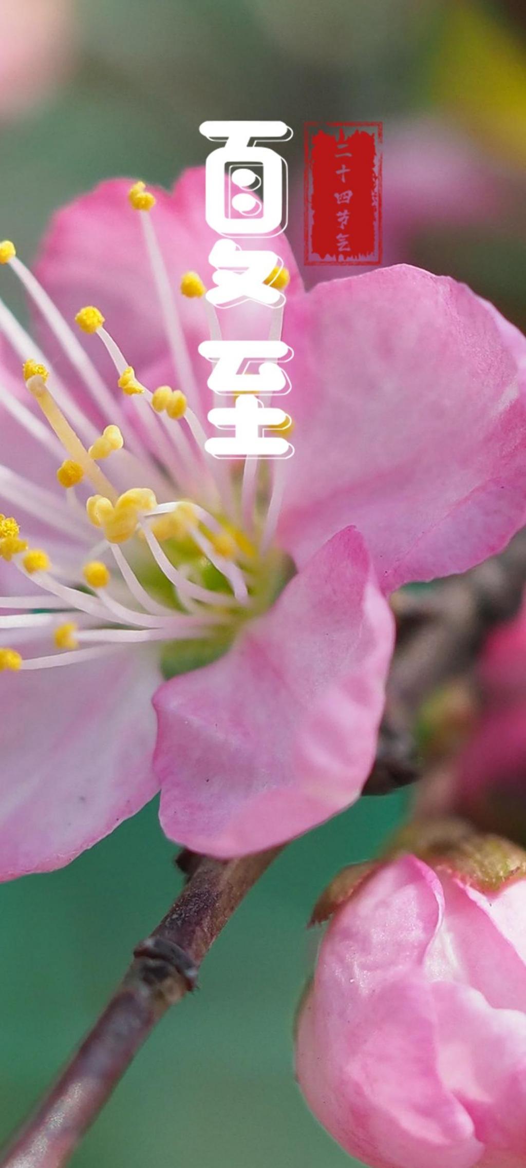 【人民日报海外版看内蒙古】内蒙古自治区包头市九原区启动“新农人”创新创业计划：乡村振兴建起人才库